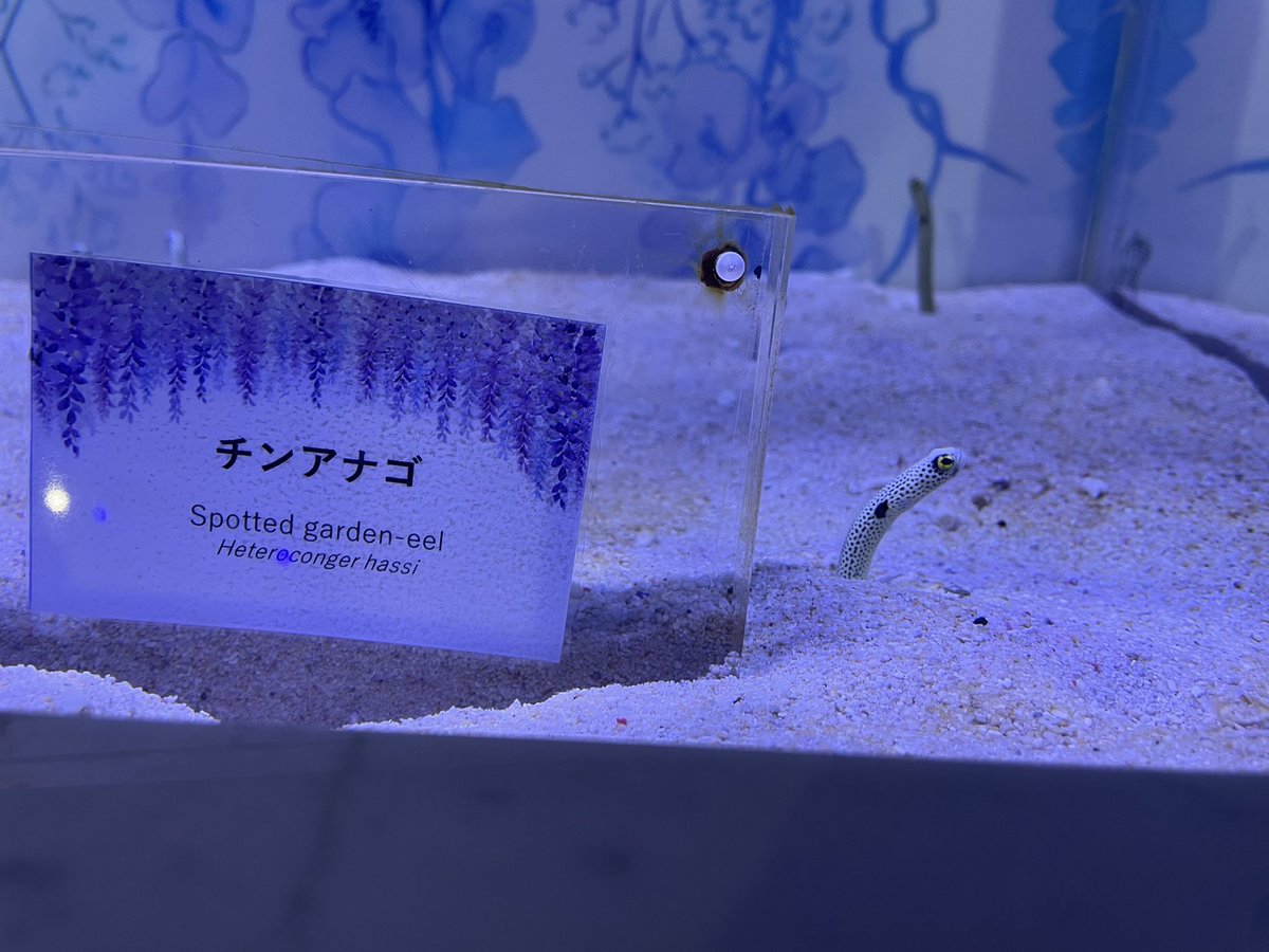 とろんです tweet media