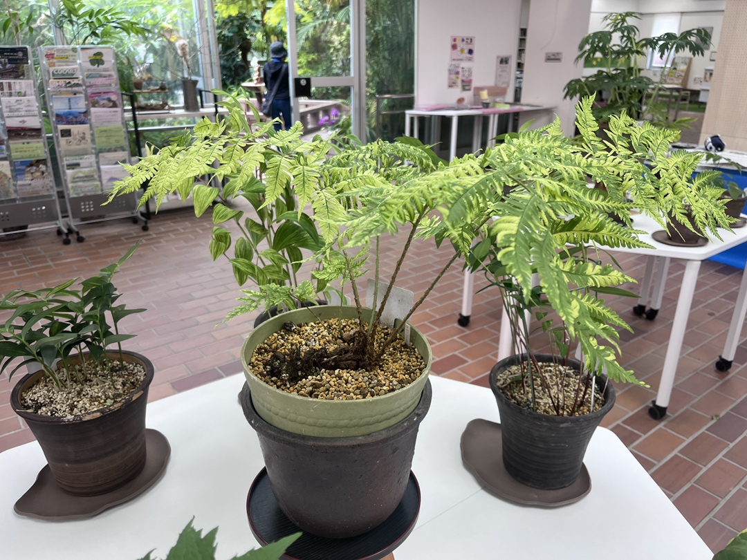 展示会のお知らせ] 初夏の斑入り植物と山野草展 日時：5月8日(金)～5月