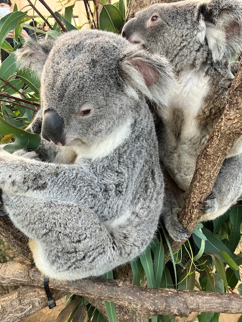鹿児島市平川動物公園 tweet media