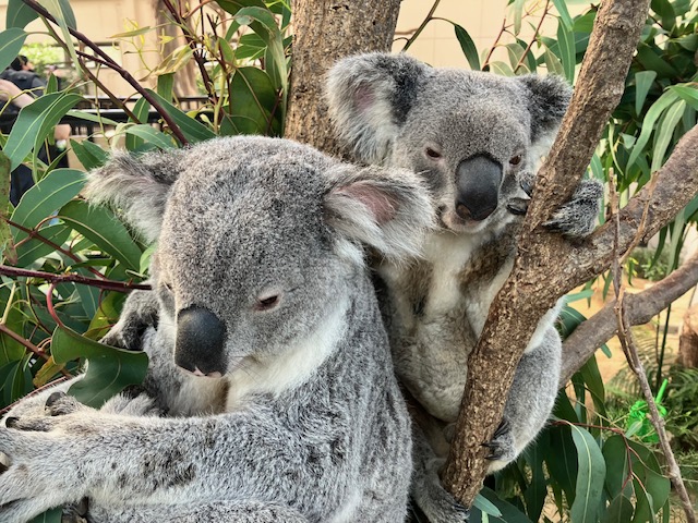 鹿児島市平川動物公園 tweet media