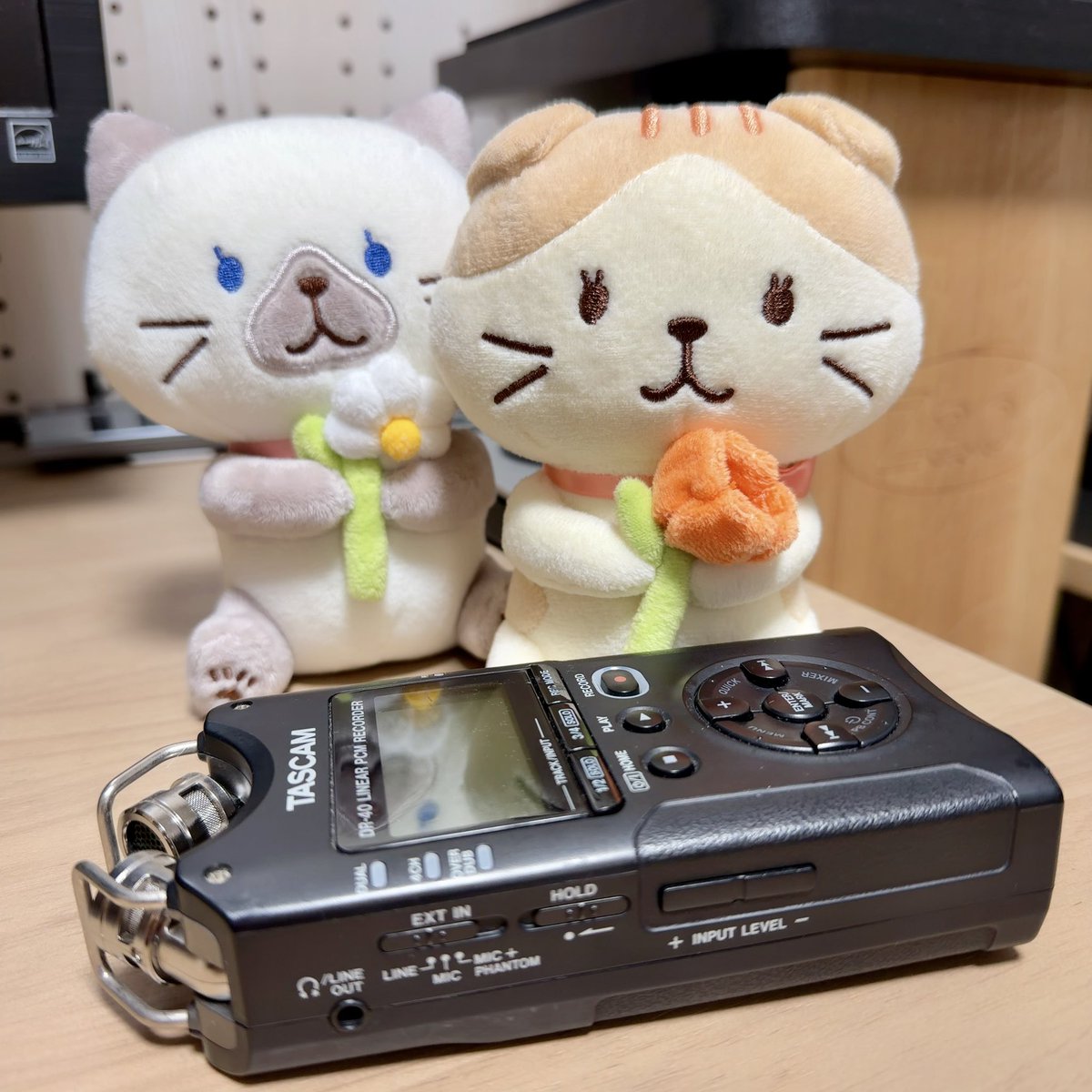 アマギセーラ🌿👑🌟新譜「これが初陣」DL販売開始🎤🐫 tweet media