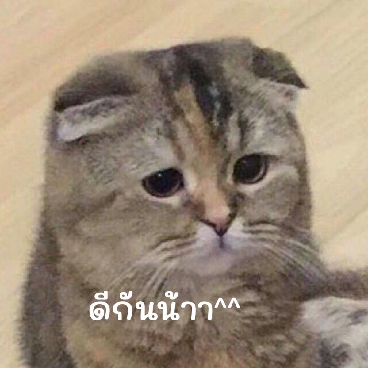 พะพลอย🌻 tweet media