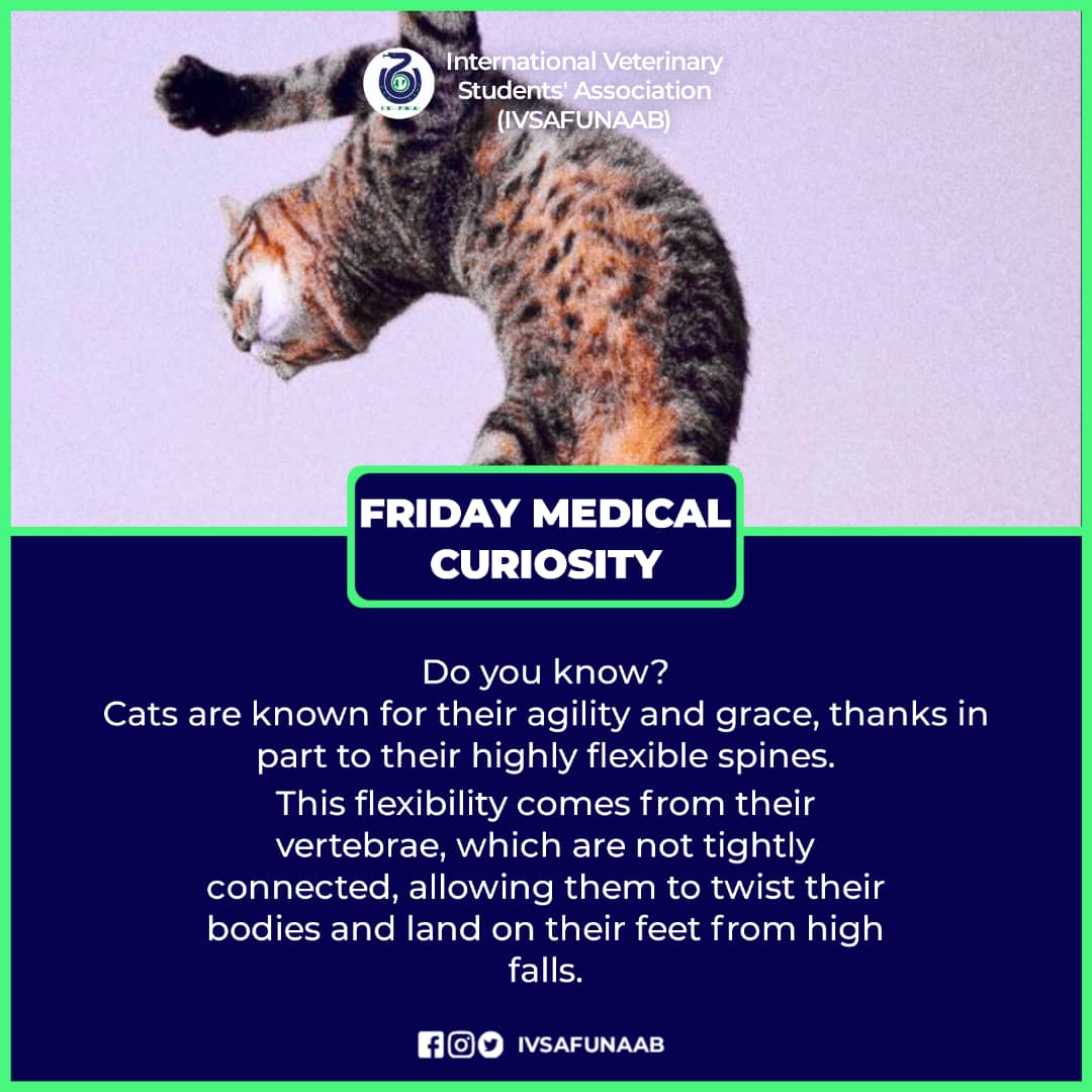 ivsafunaab's tweet image. IVSA FUNAAB
Friday Medical Curiosity 🐱
Did you know? Cats stay agile and graceful because of their highly flexible spine. Their vertebrae aren’t tightly connected, allowing them to twist mid-air and land on their feet.
#IVSAFUNAAB #FridayFacts #VetMed