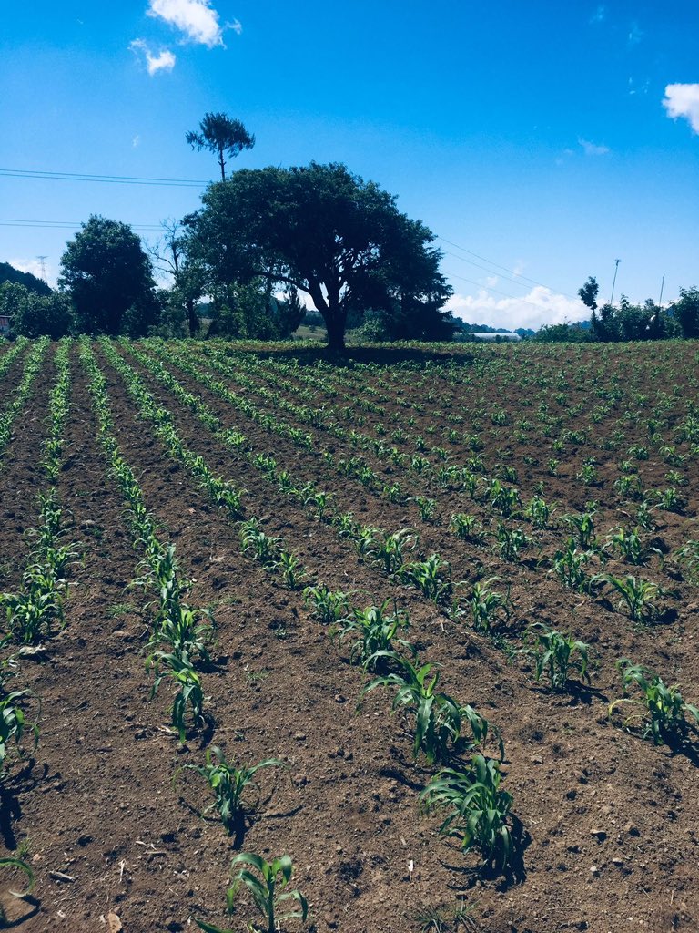 Agronomme_'s tweet photo. Agriculture is the most healthful, most useful and most noble employment of man." https://t.co/gDdXmsPVxP