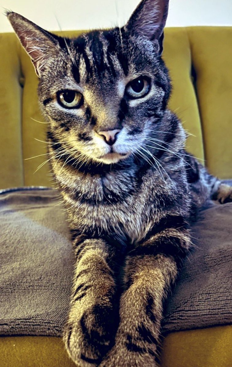 veltrv 🐾🩺👨‍⚕️ tweet media