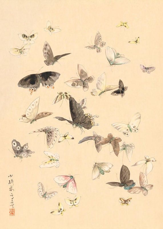 CienciaconArte's tweet photo. Entre sus estudios, también hay una minuciosa observación de pequeños seres: como mariposas, caracoles y todo tipo de insectos de jardín. https://t.co/vFU97a3RQP