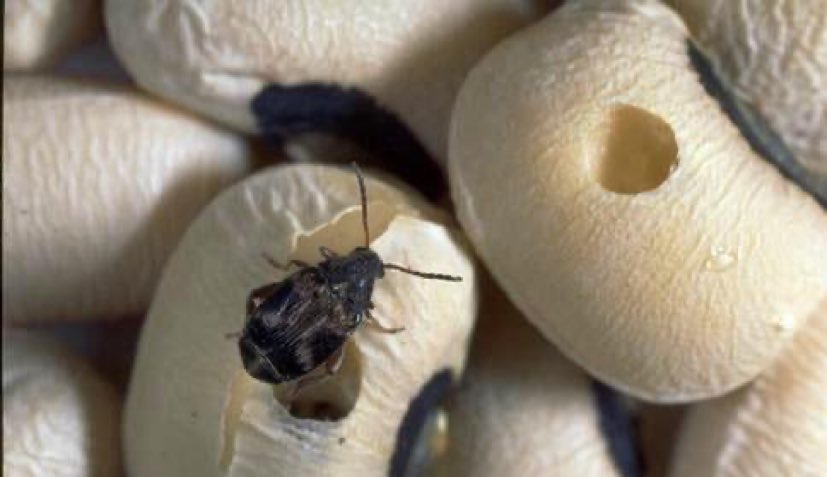 hintrovertt's tweet photo. If you found this insect in your beans the best thing is to dispose the beans right https://t.co/XDbrJWovah