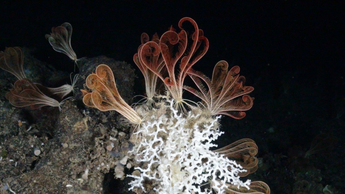 Mediterranean fisheries ministers will meet in Cyprus this May to shape the future of #MedFish4Ever. It's the moment for <a href="/CostasKadis/">Costas Kadis</a> to support moving the deep-sea trawl ban to below 800m at the <a href="/UN_FAO_GFCM/">General Fisheries Commission for the Mediterranean</a>  2026 meeting.

➡️ cyprus-mail.com/2026/04/29/how…

<a href="/acousteau/">Alexandra Cousteau</a> <a href="/xenia_loizidou/">Xenia Loizidou</a>