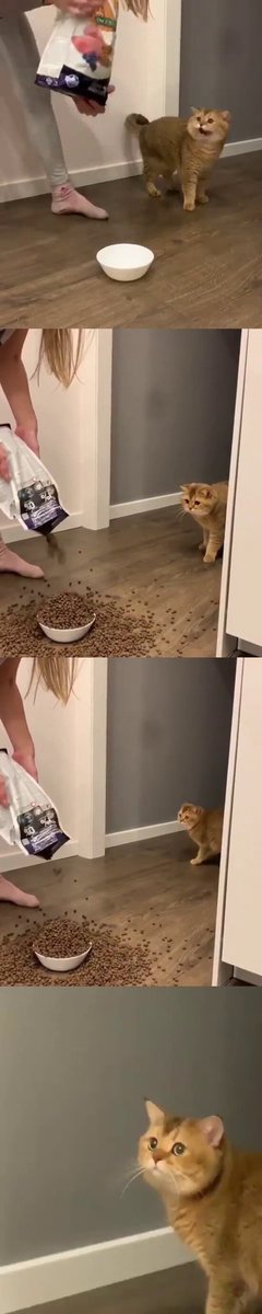 トリッカルの配布頻度が高くてこうなってる
#トリッカル
