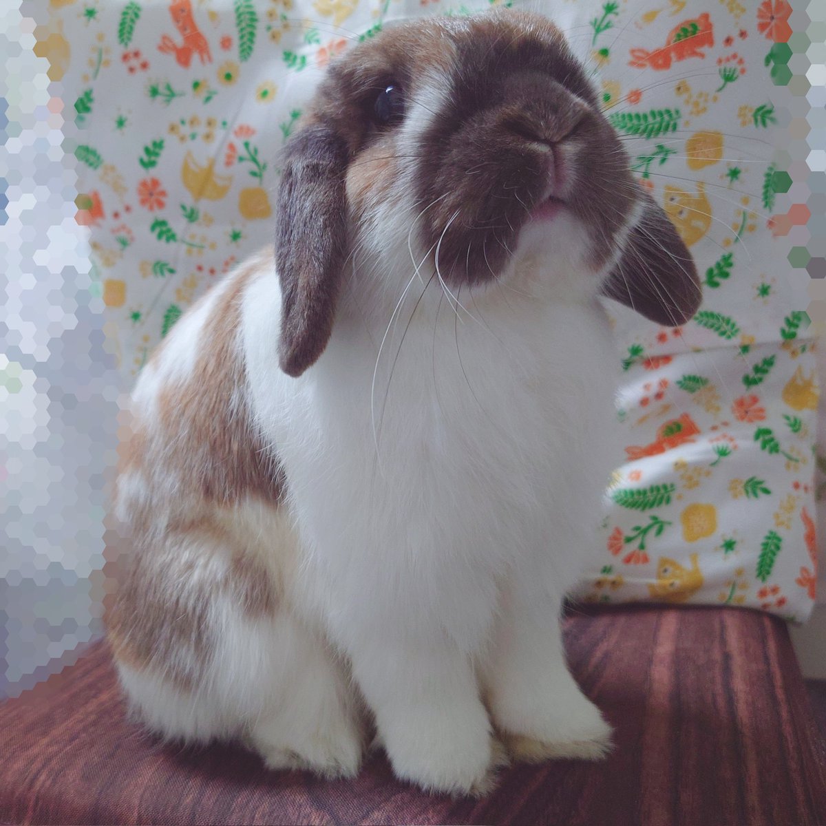 るんッ🐰🎶
この後飼い主のベッドへ脱走、自力で戻れず強制的に回収🫠やんちゃだねえ…