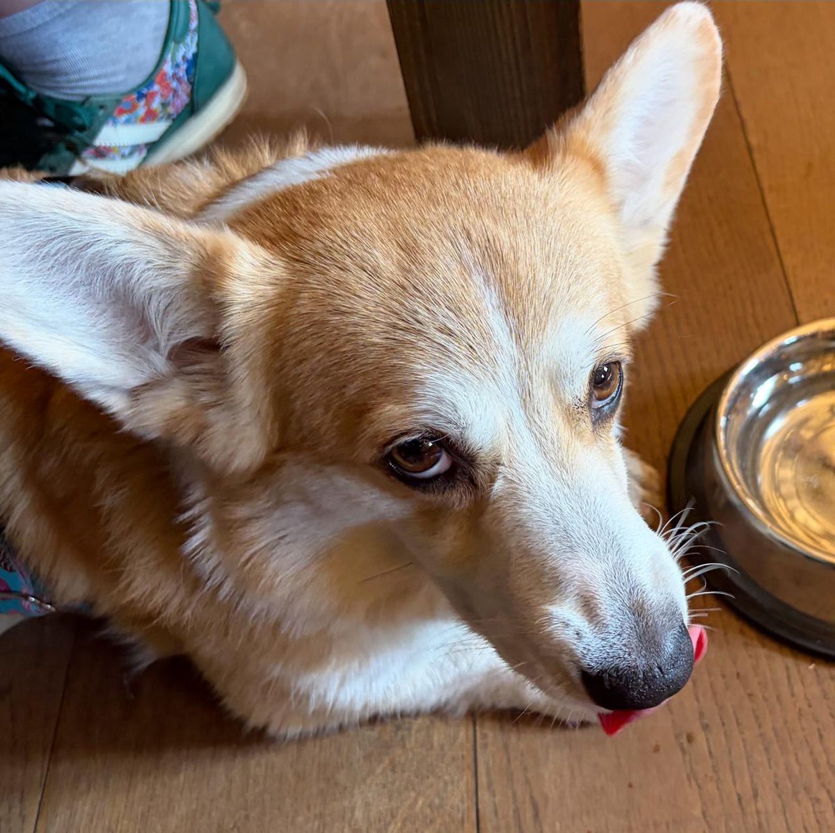 Александр “Corgi Dad” Бармин tweet media