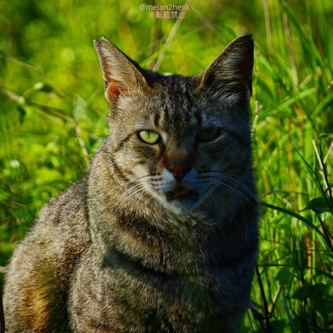 meian2henks's tweet image. 明暗ねこ 🐱
のらちゃんより、私達は幸せなはず
 #pentax #tamron #ccd