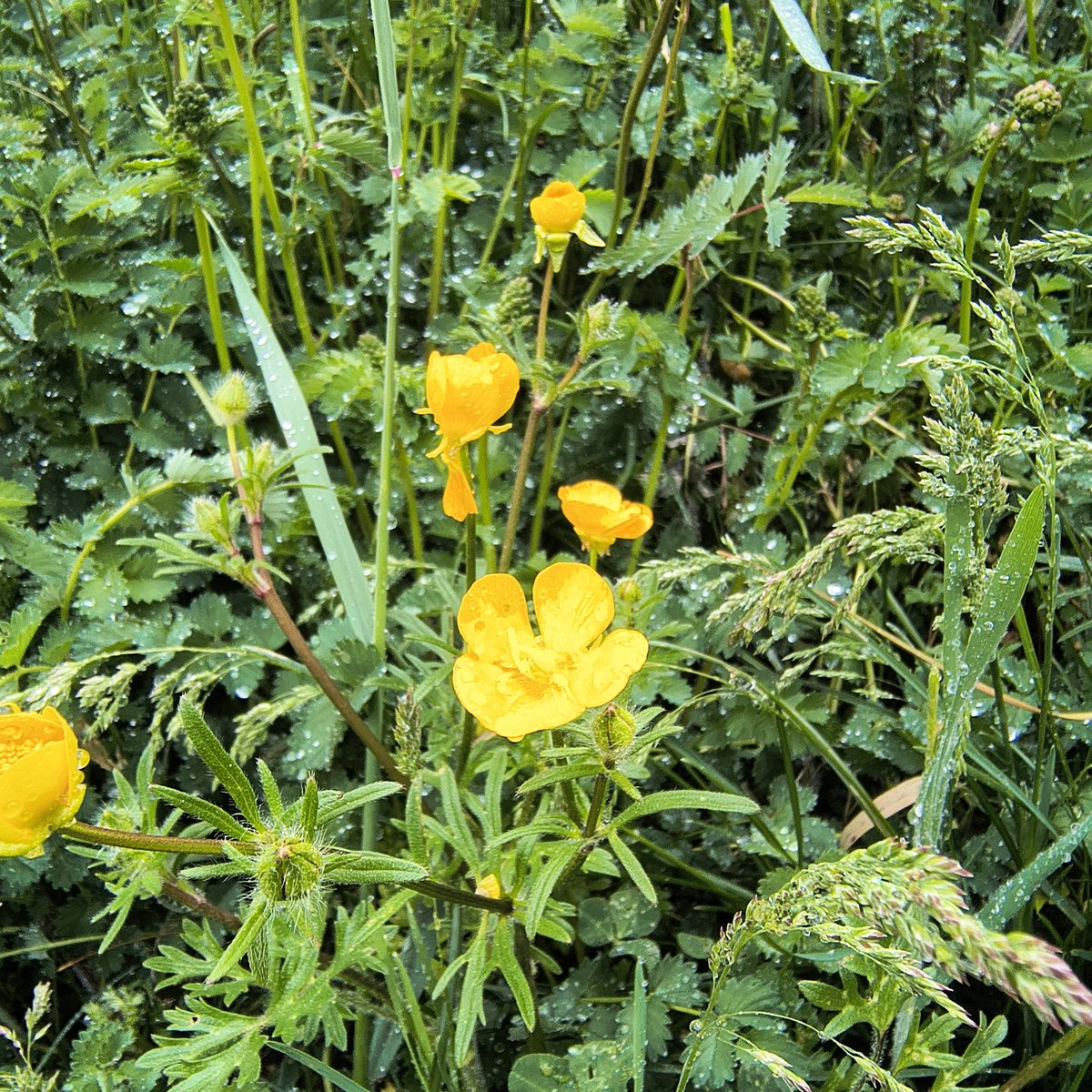 ObservingN's tweet photo. #ObservingNature Buttercups in #Aran #Vielha #ValdAran 
Ranunculus macrophyllus https://t.co/hKZECAGeKQ