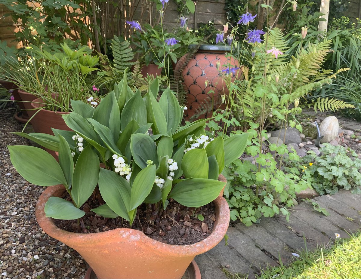 rosesukroses's tweet image. May 1st - May Day, La Fête du Muguet, Festival of Flora, Beltane - call it what you will. 
We’ll just say Happy #Friday - have a good day! 
Lily of the Valley (Muguet de Bois).
#MayDay #FlowersonFriday #GardeningX