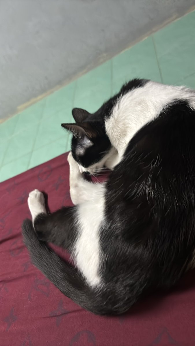 Soi Dog Adoptions tweet media