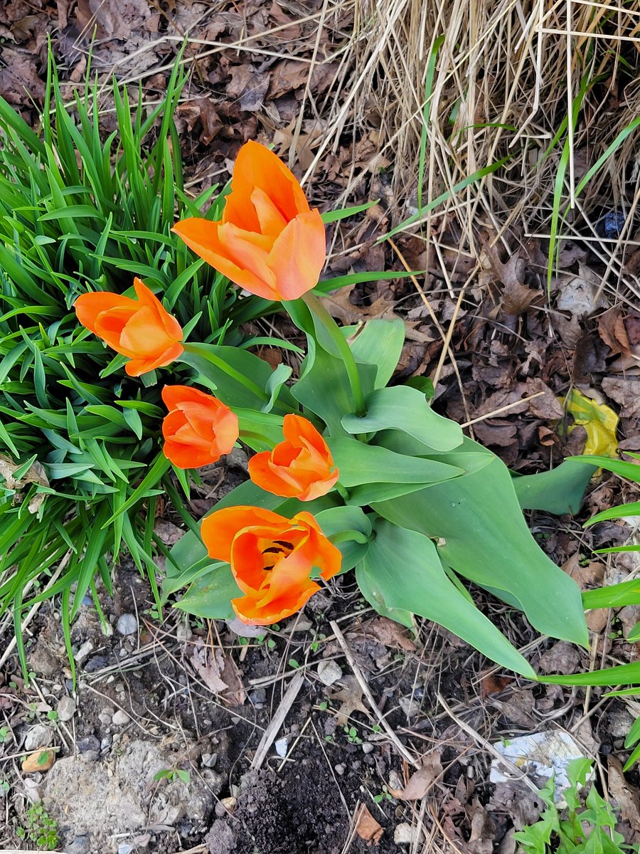 God's beautiful creation.
Very pretty orange tulips.