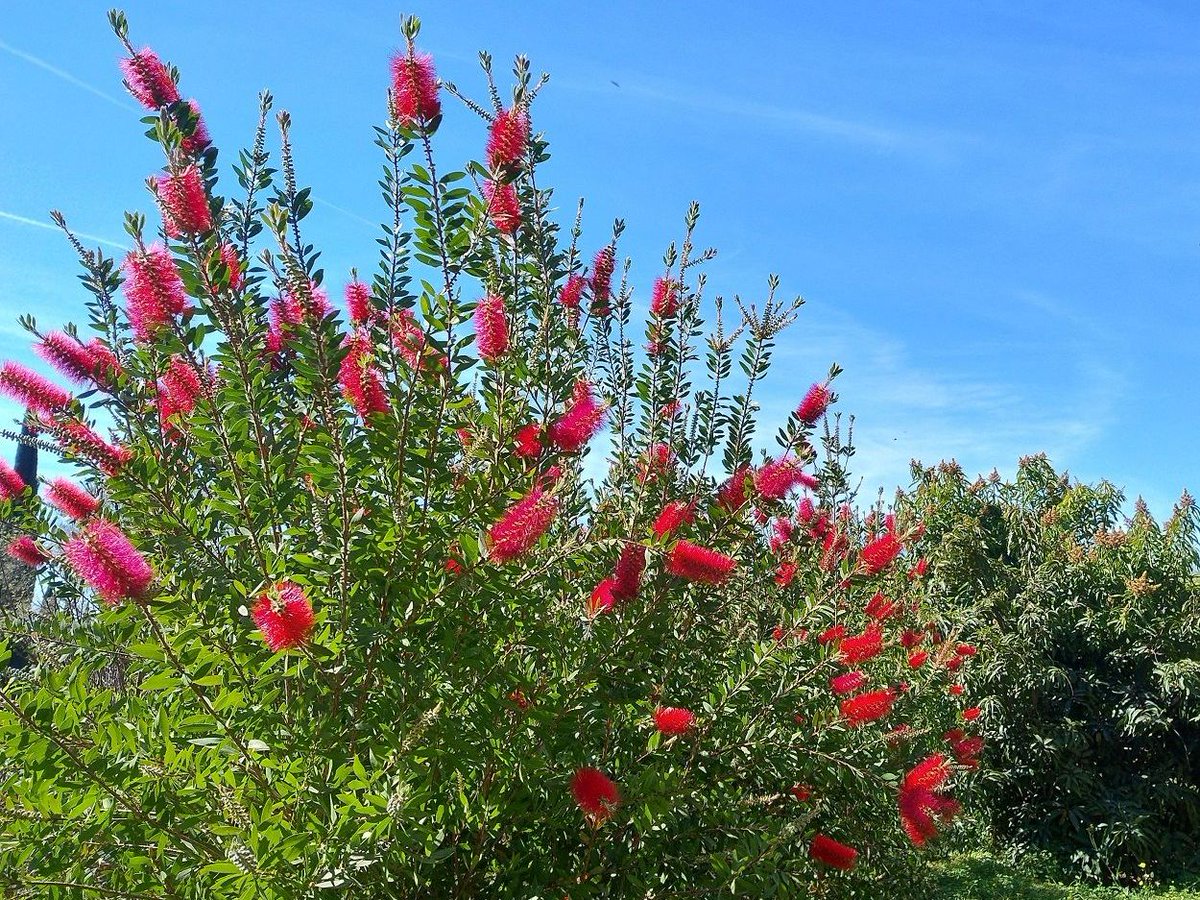 Jardín Botánico La Concepción Málaga tweet media