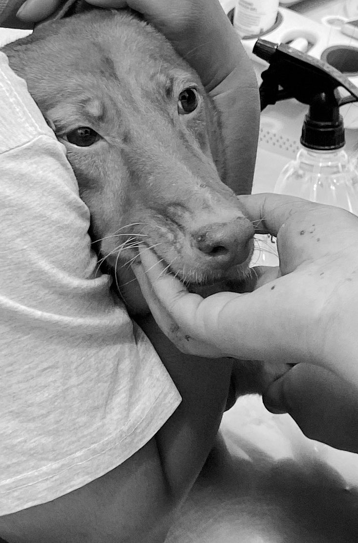 luna tweet media