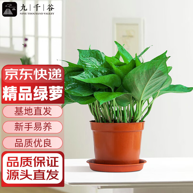 sch_yand's tweet image. " Pothos Care 101: Bright indirect light + let soil dry 2-3 inches deep before watering = happy trailing vines! Perfect for new plant parents  #PlantParenthood #EasyPlants"