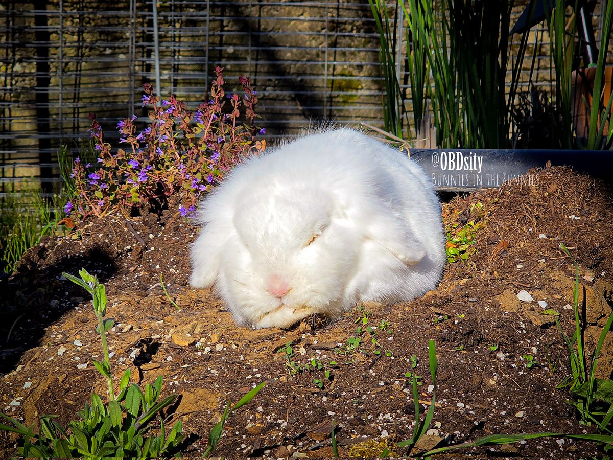 OBDsity | Bunnies in a Bun Dance tweet media