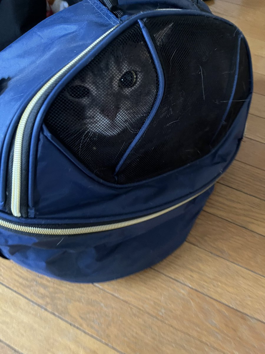 なかた まりか tweet media