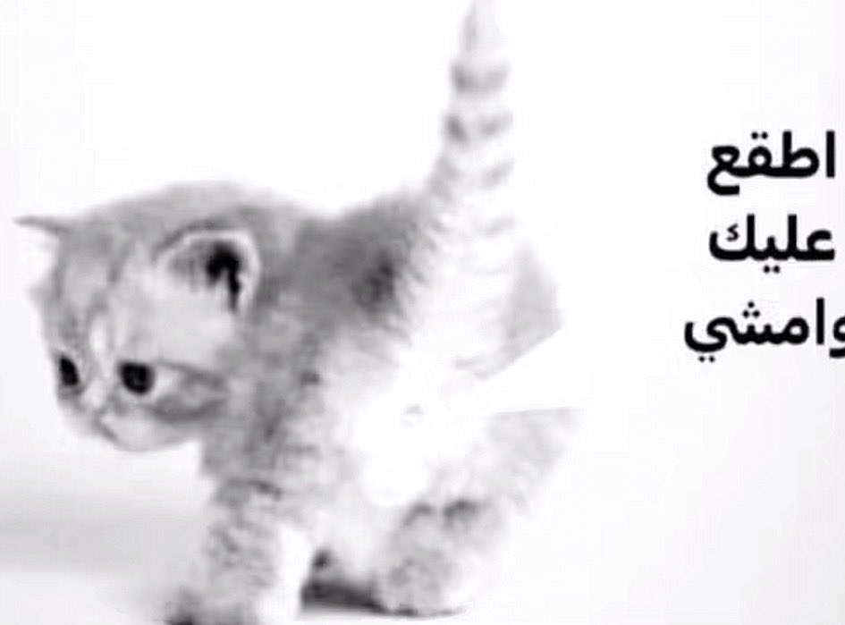 D tweet media