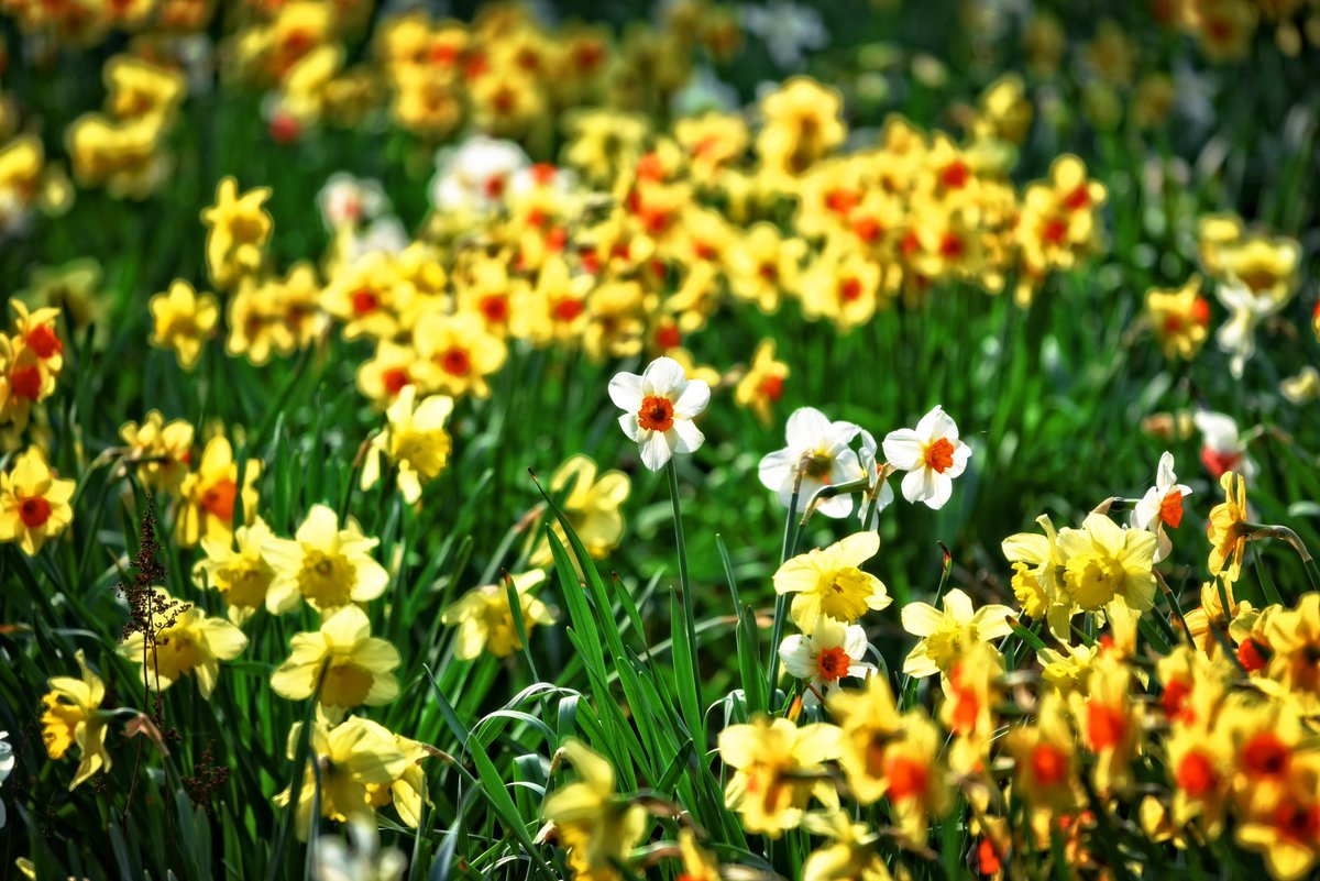 PSmith65063151's tweet image. beautiful time of year especially with these warm days, have a lovely May day weekend.....#spring time