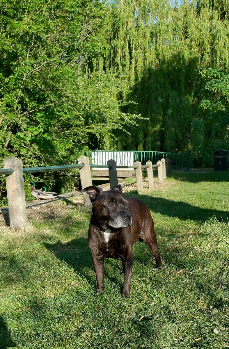 AuntiesellaM's tweet image. Furriends 🐶 Happy Friday 🐾💜
I had the first walk with auntie today 🐾 Pluto had to wait her turn 😁
#Staffies #spring