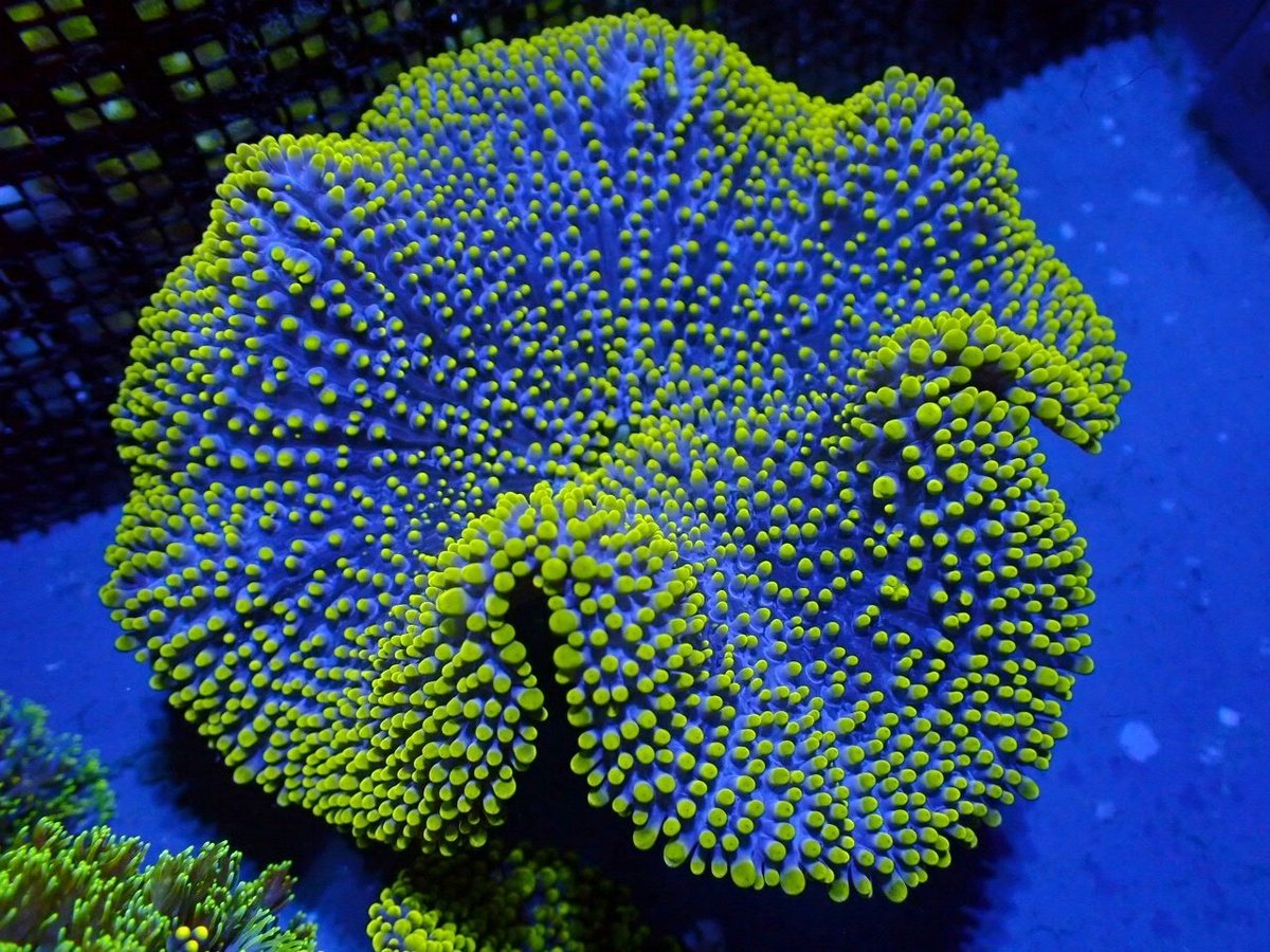 HaleBoppCoralsかいぞく (@HaleBoppCorals) / Posts / X