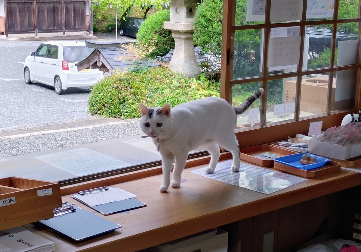 テンちゃん 本日の勤務態度 今日は早出で眠いのかと思いきや、何だか