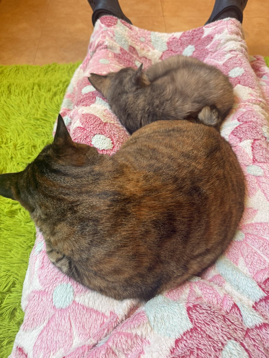 nikodesu_'s tweet photo. かわいいねこちゃんずっと乗ってるの嬉しいけどおしりの感覚無くなってきた https://t.co/O81uUYBcr0