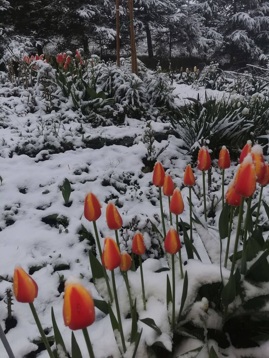 irene_makarenko's tweet image. #thursdayvibes🌡️
April 30_2⃣🚩Climate Awareness

🌨️Hail storm in Islamabad, #Pakistan
🌪️Mesocyclonic tornado in Istiklol, #Tajikistan
🌨️Snowfalls in the mountainous regions of #Romania
🌡April shows a sharp contrast in t°: frosts in #Europe, abnormally early heat in #Asia &amp;amp; #USA
