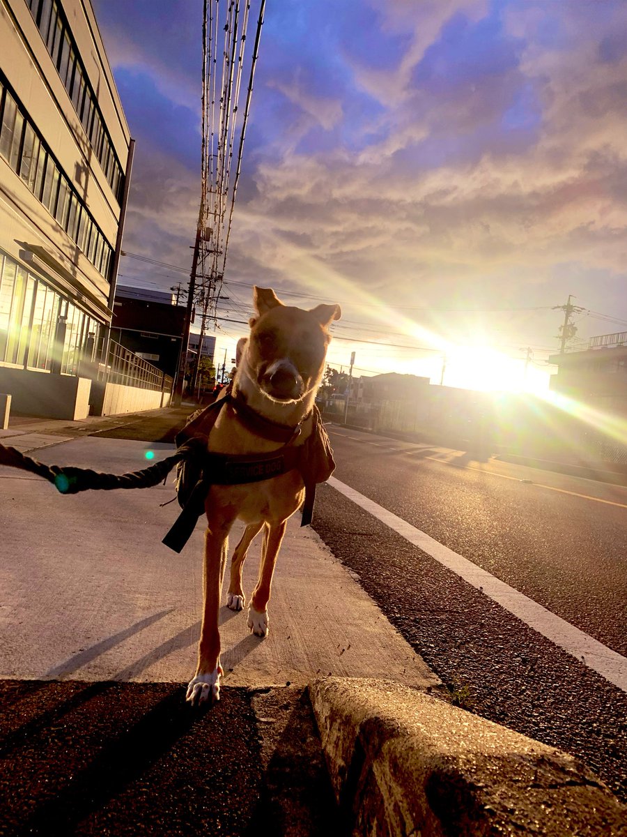 犬旅@余命10年選手 tweet media