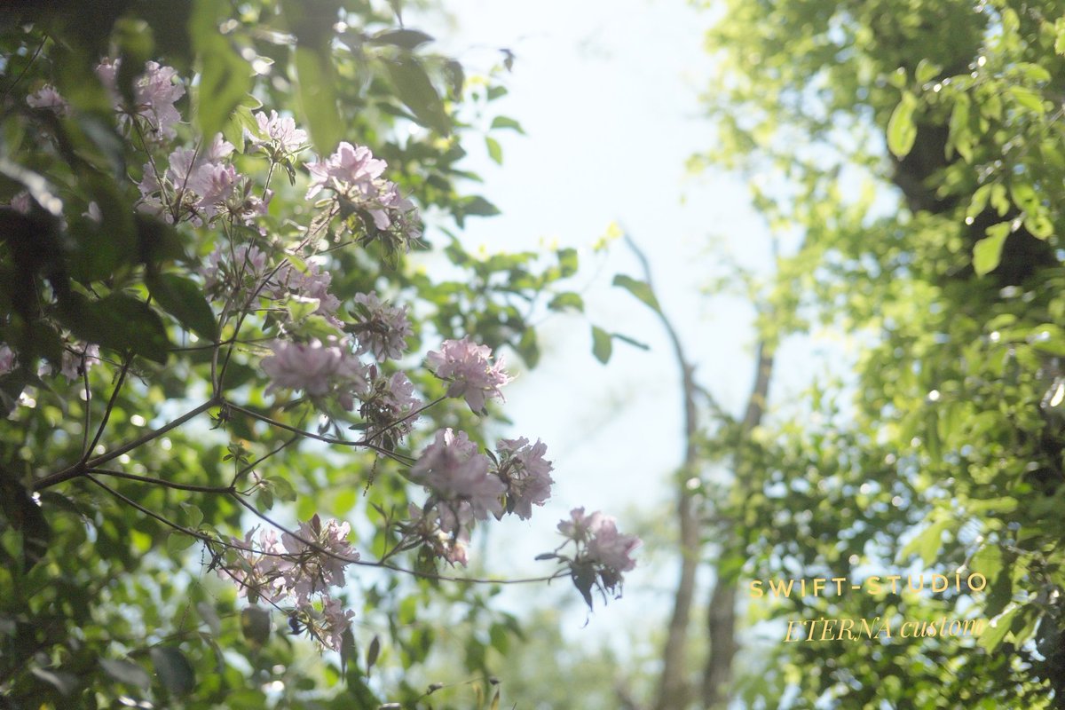 swiftstudio_'s tweet image. 雨上がりの涼しさが心地いい午後。
#photography #キリトリセカイ #fujifilm #散歩
nokton35㎜f1.2+BM1/4 
+FS ETERNAcustom
違う目的でブラックミストを持って来たものの、ふんわりを目指してフィルムシュミレーションをイジってみた