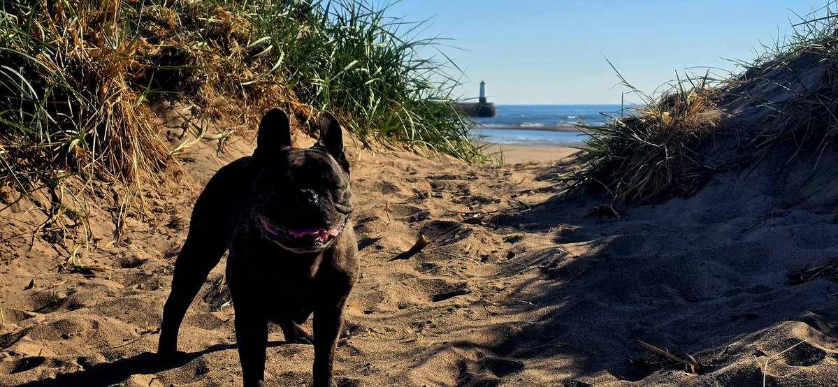 Quietbiglad's tweet image. Northumberland this morning, absolutely glorious. #Northumberland #Frenchbulldog #Lighthouse #OldMan #Scorchio