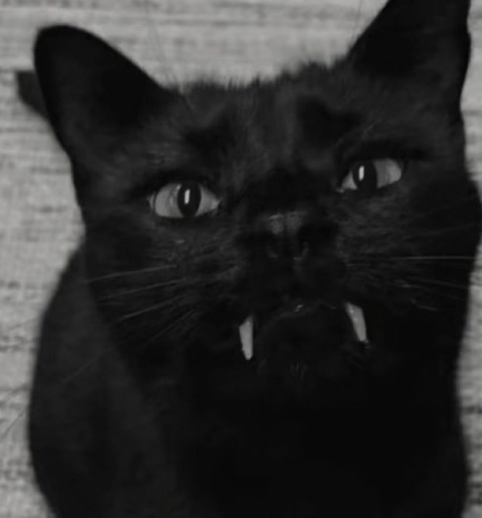 animals with aura tweet media