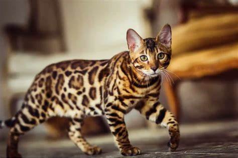 cute maiws 🐈 tweet media