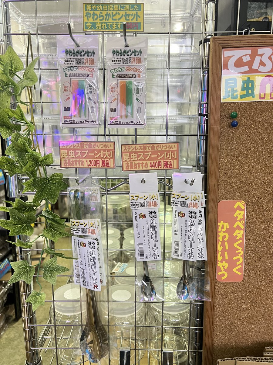 ブラッキー　クワカブ専門店 tweet media