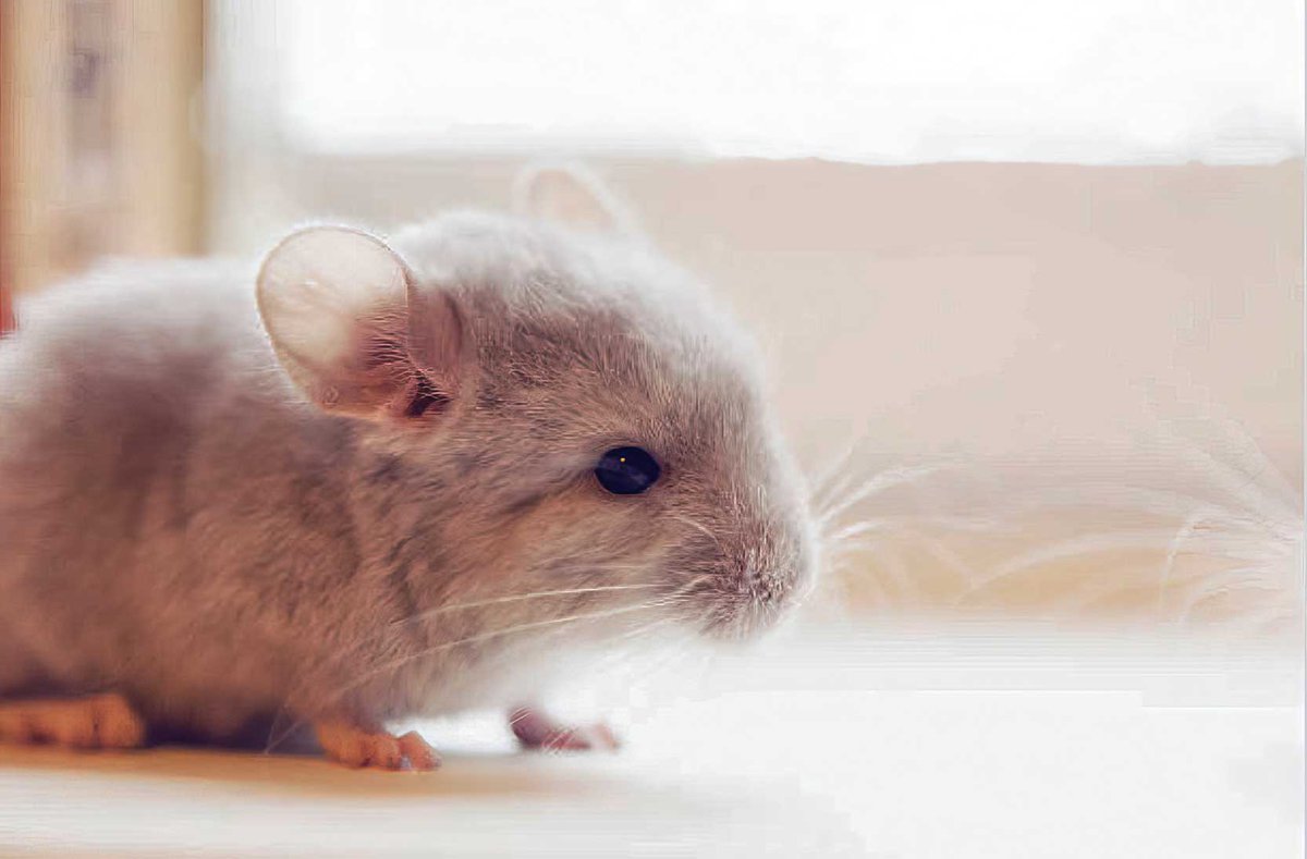 Chinchilla Every Hour (and a half) tweet media