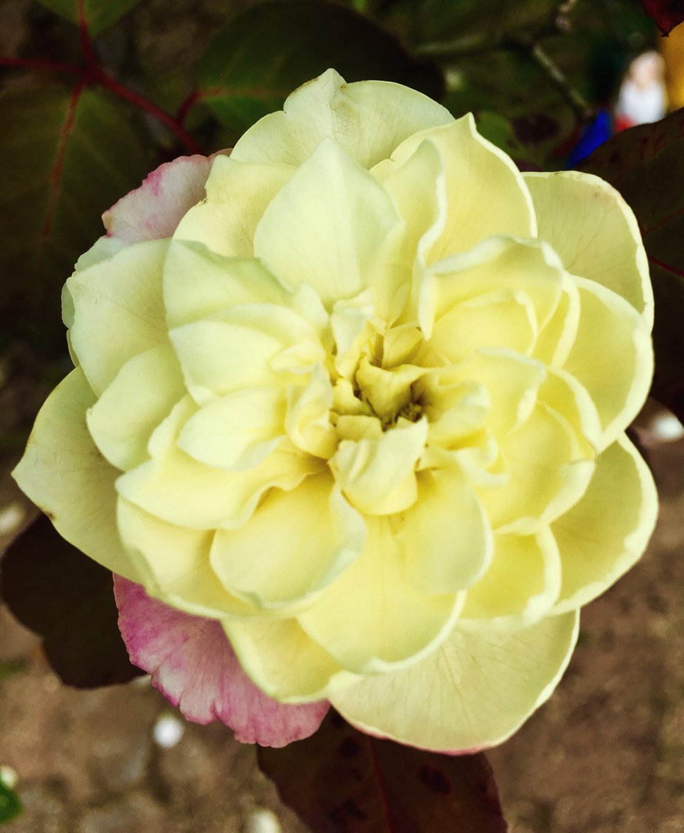 rafaelporcari's tweet image. 🌺 Fim de #cooper!
Suado, cansado e feliz, alongando e curtindo a beleza da #natureza.
Hoje, com essas delicadas #plantas: #rosas.
🏁 🙆‍♂️ 
#corrida #treino #flor #flower #flowers #pétalas #pétala #jardim #jardinagem #flores #garden #flora #run #running #esporte #alongamento
