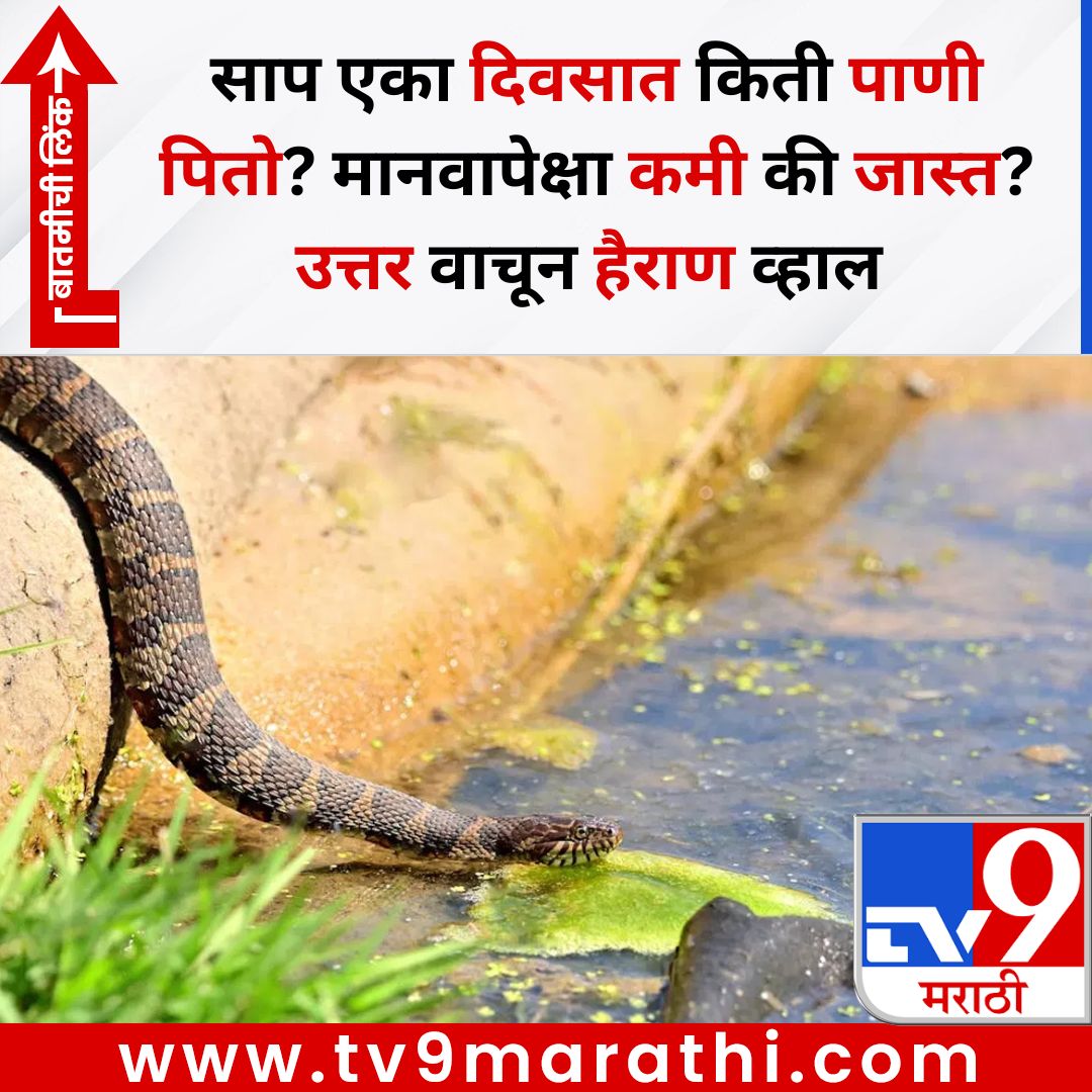 TV9Marathi's tweet photo. साप एका दिवसात किती पाणी पितो? मानवापेक्षा कमी की जास्त? उत्तर वाचून हैराण व्हाल
बातमीची लिंक -
https://t.co/dTPSw9Jj9v
#snake #snakefact #snakeinfo https://t.co/ImnJLAbkt1