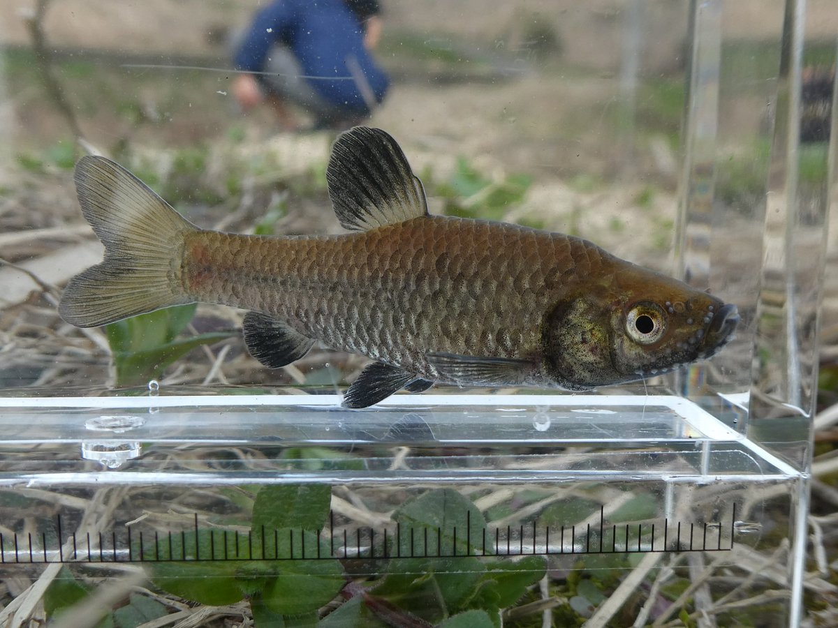 Tom_biology's tweet photo. シナイモツゴ https://t.co/ySkNhzs6ja