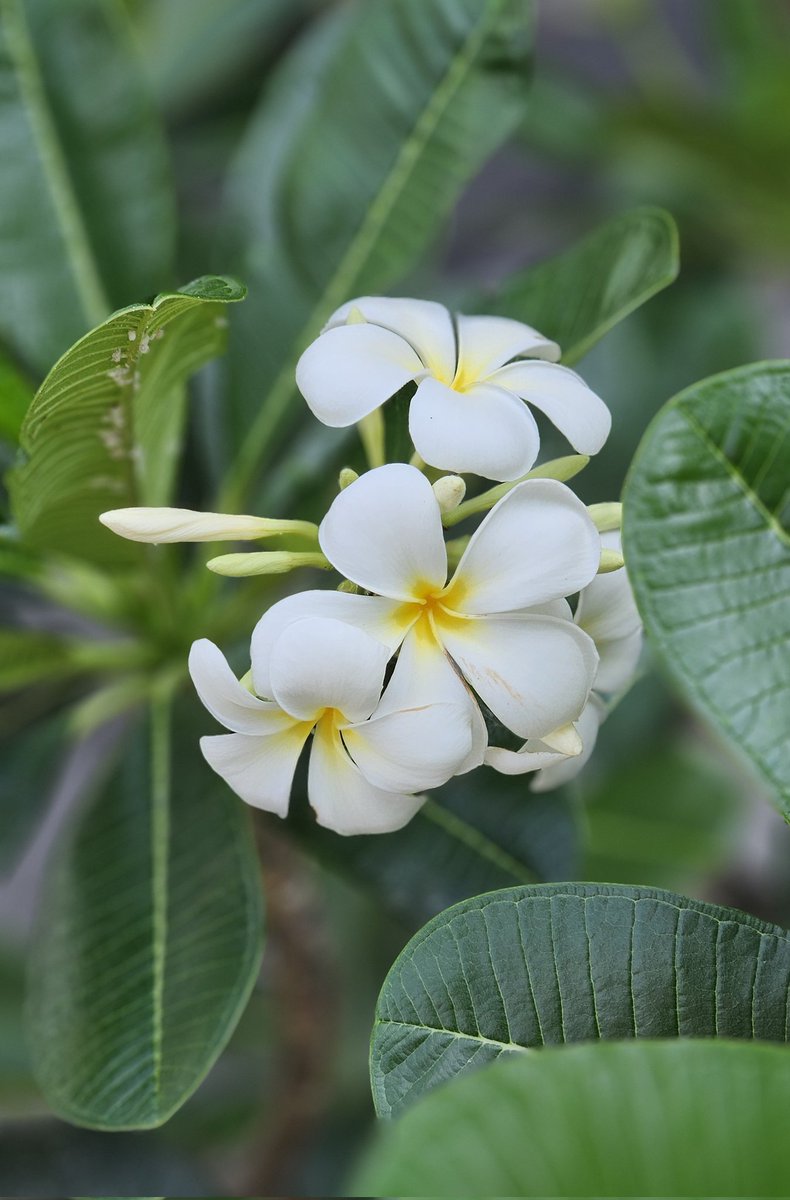 Orchid lan tweet media