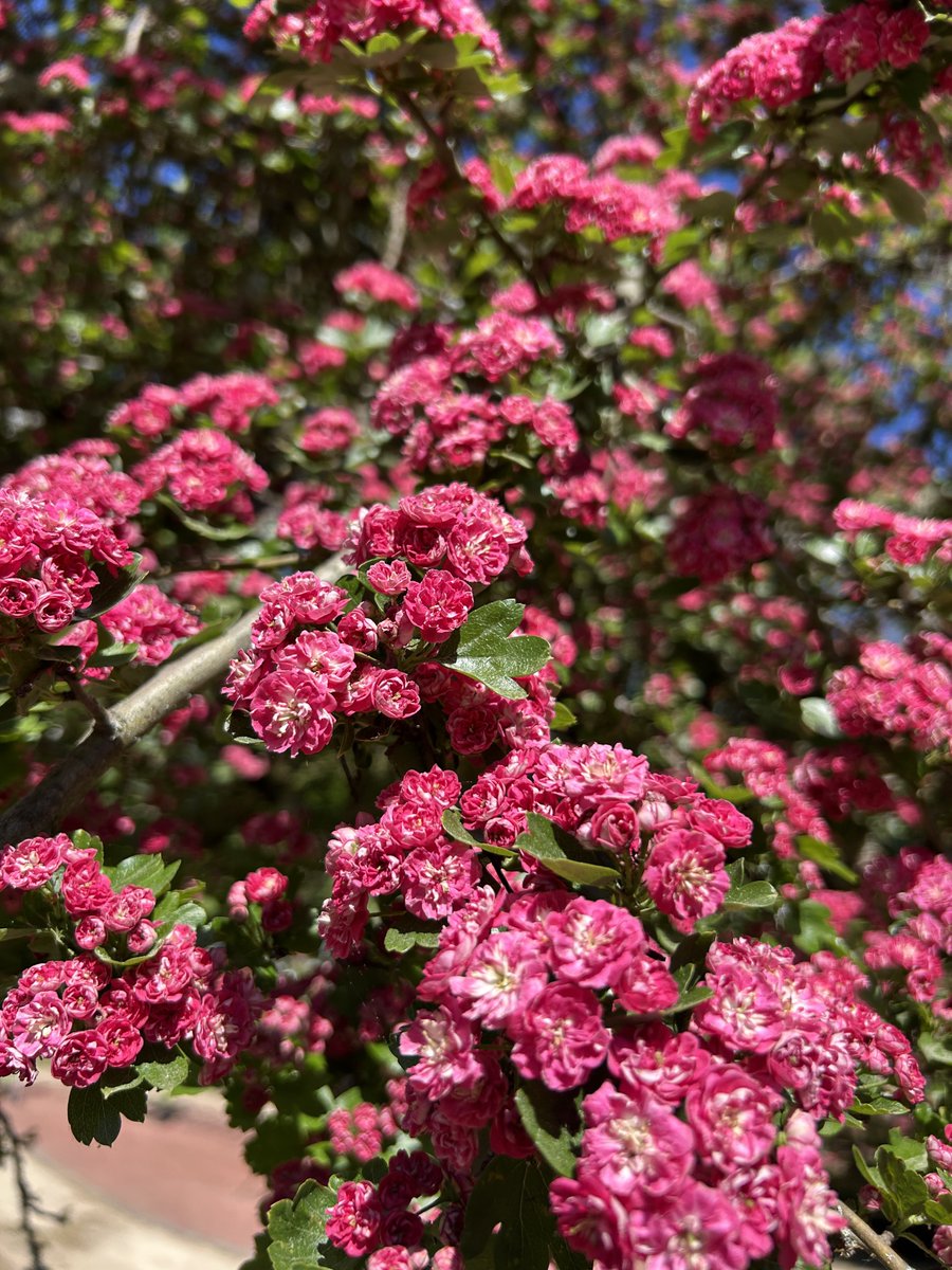 NeonLizardNFT's tweet photo. 🌸 Secrets of Nature and Neon Lizard Syndicate: Legends Meet in the Digital World! 🌸🗝️
This beautiful "Paul's Scarlet" variety of the Hawthorn tree is not just a decorative tree. According to ancient legends, it is a "Gateway to the Magic Realm." 🗝️✨ Its thorns protect treasures, while its flowers attract luck and wealth.
In exactly the same way, in the digital world, our Mysterious Keycard is your ticket to a closed, rich world full of opportunities! 🦎⚡️ This tree represents strong roots, protective thorns, and a blooming future — just like the journey of the Neon Lizard Syndicate!
Our ecosystem is growing just like this tree. We have already sold over 50 Keycards, and this is only the beginning! 🚀🔥 The momentum is building steadily and cannot be stopped!
Owning a Keycard means creating your own history and legacy in the NLS garden. Each Keycard is a seed, and soon the $NLS Coin will become the fruit we all share. 💎🍎
Don't wait for the flowers to fall and the opportunity to be missed. Join the Syndicate’s blooming garden now! 🌱 Who will be the next to secure their legacy?

#NeonLizardSyndicate #NLS #Web3 #NatureAndTech #NFTCommunity #Polygon #CryptoArt #GrowthMindset #LegacyBuilding