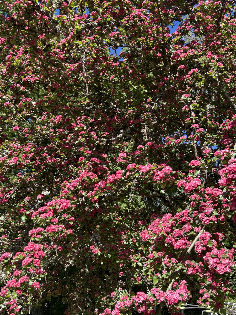 NeonLizardNFT's tweet photo. 🌸 Secrets of Nature and Neon Lizard Syndicate: Legends Meet in the Digital World! 🌸🗝️
This beautiful "Paul's Scarlet" variety of the Hawthorn tree is not just a decorative tree. According to ancient legends, it is a "Gateway to the Magic Realm." 🗝️✨ Its thorns protect treasures, while its flowers attract luck and wealth.
In exactly the same way, in the digital world, our Mysterious Keycard is your ticket to a closed, rich world full of opportunities! 🦎⚡️ This tree represents strong roots, protective thorns, and a blooming future — just like the journey of the Neon Lizard Syndicate!
Our ecosystem is growing just like this tree. We have already sold over 50 Keycards, and this is only the beginning! 🚀🔥 The momentum is building steadily and cannot be stopped!
Owning a Keycard means creating your own history and legacy in the NLS garden. Each Keycard is a seed, and soon the $NLS Coin will become the fruit we all share. 💎🍎
Don't wait for the flowers to fall and the opportunity to be missed. Join the Syndicate’s blooming garden now! 🌱 Who will be the next to secure their legacy?

#NeonLizardSyndicate #NLS #Web3 #NatureAndTech #NFTCommunity #Polygon #CryptoArt #GrowthMindset #LegacyBuilding