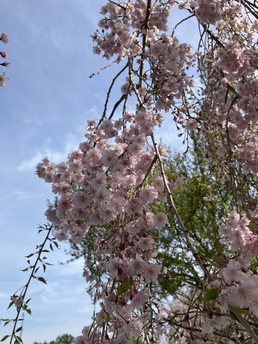 seryu_'s tweet photo. 昨日の岩手山。
普段見ているのと向きが違って変な感じ。枝垂れ桜が満開でした。 https://t.co/3JJzHvPrbA