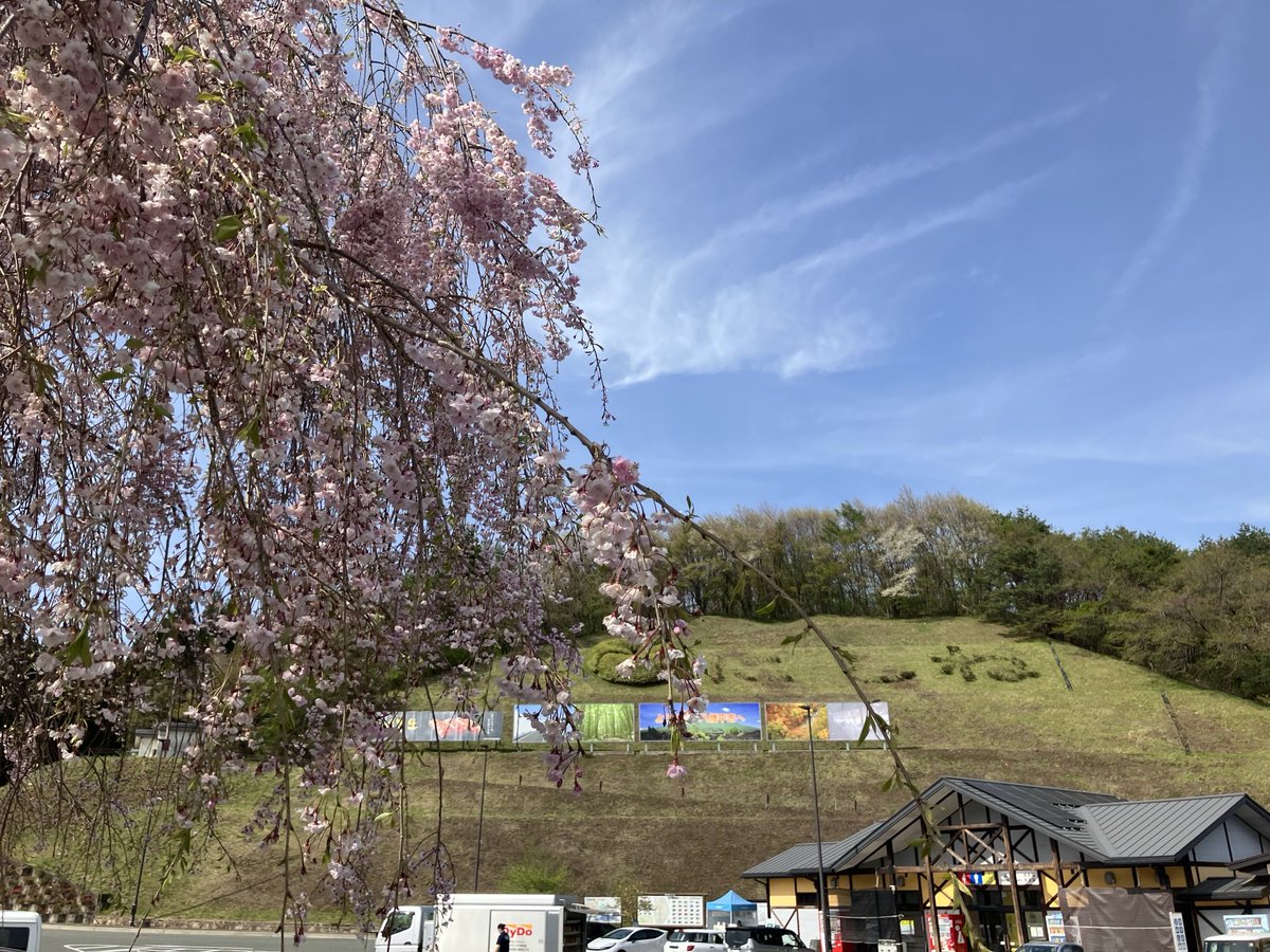 seryu_'s tweet photo. 昨日の岩手山。
普段見ているのと向きが違って変な感じ。枝垂れ桜が満開でした。 https://t.co/3JJzHvPrbA