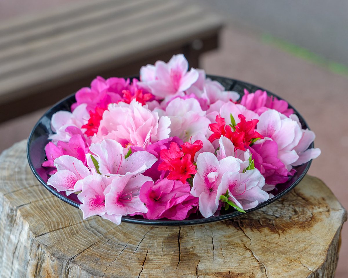牡丹と花盛り 鳳凰殿のお花盛り🌸🌺✨ ツツジと牡丹の盛り合わせみたいな（食べられ