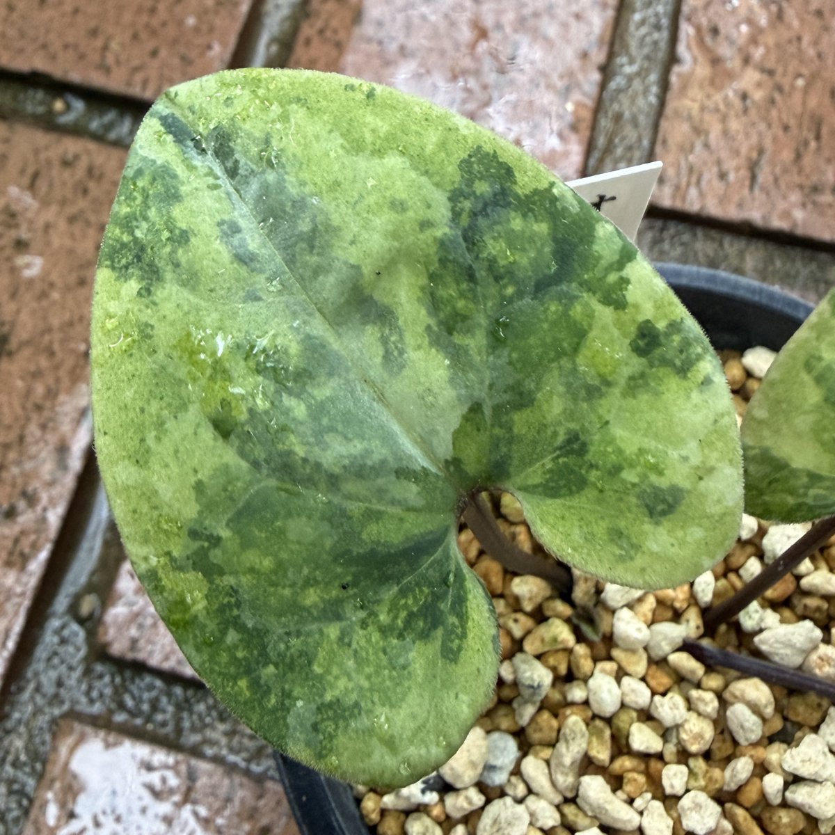 斑入りのカンアオイたち。 1枚目:オトメアオイむらくも 2枚目