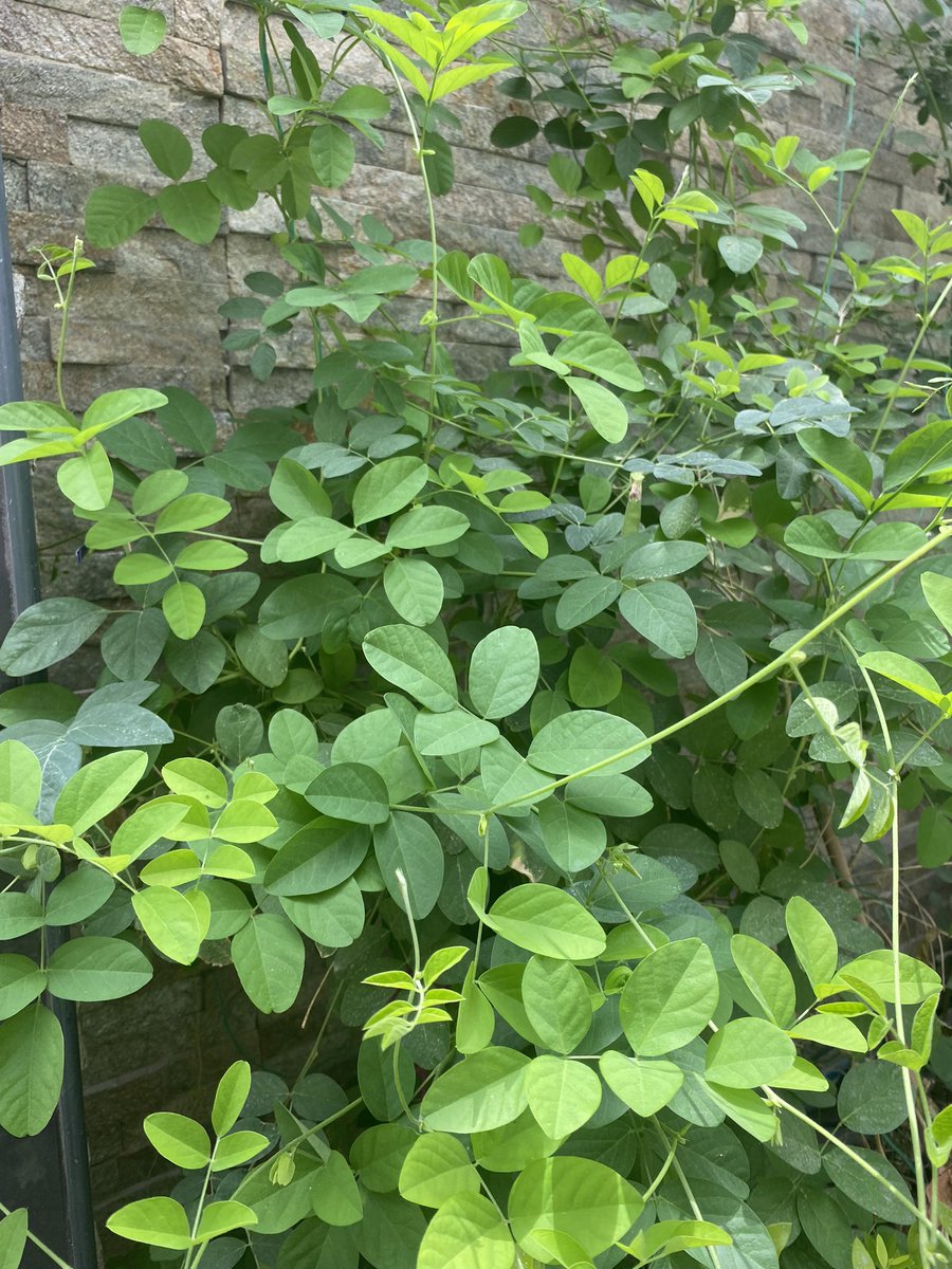 alimmalali's tweet photo. قطفتها بنفسي من حديقة المنزل 🇸🇦 🪴🪴🪴🌻 زهور فراشة البازلاء (Clitoria ternatea) تُحضَّر كشاهي أزرق طبيعي خالٍ من الكافيين، يتغيّر لونه مع الليمون، ويُعرف بخواصه المهدّئة وشكله الجميل.
#الشاهي_الازرق
#شاي_ازرق
#Blue_Tea
#صحة_وعافية
#سحر_الطبيعة
#تجارب_زراعية https://t.co/0LOxD78tkm